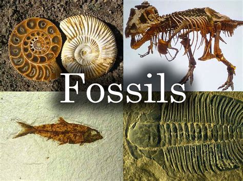 what's a fossil.